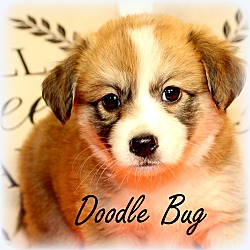Thumbnail photo of Doodle Bug~adopted! #1
