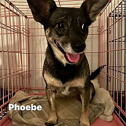 Photo of PHEOBE