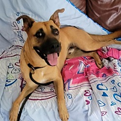 Photo of Bruno Biscuit JuM