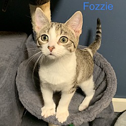 Thumbnail photo of Fozzie #1