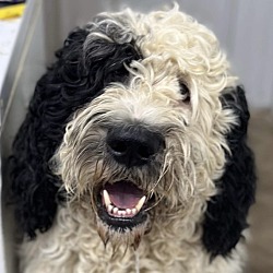 Photo of Sheepadoodle Sheldon IN FOSTER & HOUSE TRAINED!