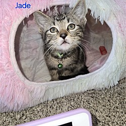 Photo of Jade