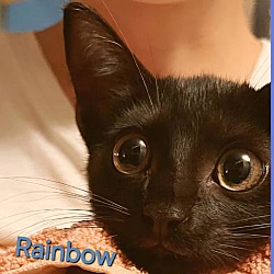 Thumbnail photo of Rainbow #1