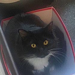 Thumbnail photo of MARY JANE - Ofered by Owner - Fluffy Tux #4