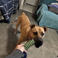 adopt a pet