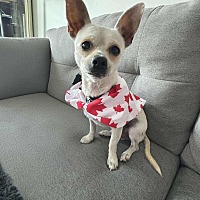 adopt-pet