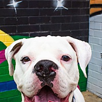 adopt a pet