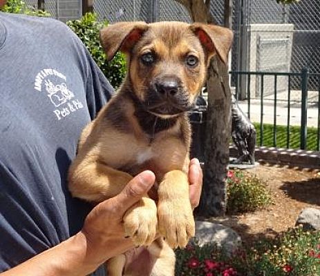 Lathrop Ca Shepherd Unknown Type Meet Chopper A Pet For Adoption