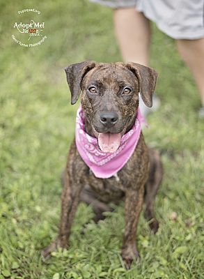 Brindle patterdale sale terrier