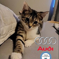 Photo of Audi