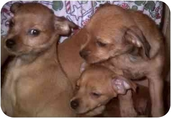 mini pinscher and shih tzu mix