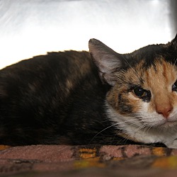 Thumbnail photo of Amaretto (Spayed/Combo Tested) #3