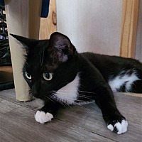 adopt a pet