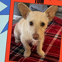 Thumbnail photo of TOM - 8 MONTH TERRIER #1