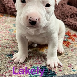 Photo of Lakely (Lulu's Litter)
