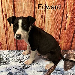 Photo of Edward 🐾