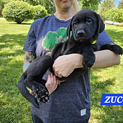 Thumbnail photo of Zuco (PUPPY) #3