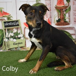 Thumbnail photo of Colby #2