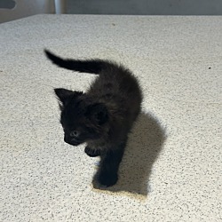 Thumbnail photo of Kitten #2