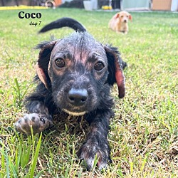 Thumbnail photo of Coco #4