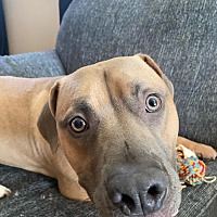 adopt a pet