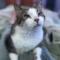 adopt-pet