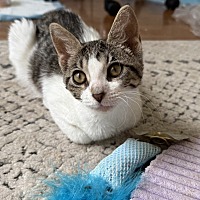 adopt-pet