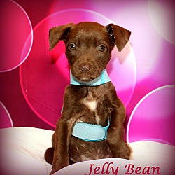 Thumbnail photo of Jelly Bean~adopted! #3