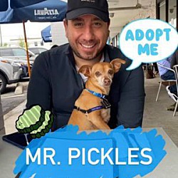 Thumbnail photo of Mr. Pickles #2