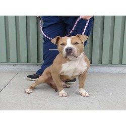 Dog for adoption - Nora , an American Staffordshire Terrier Mix in  Louisville, KY