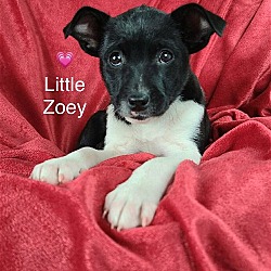 Thumbnail photo of Little Zoey’ #1