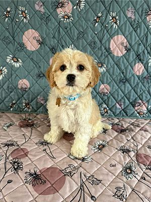 West Milford, NJ - Cavachon. Meet Gel a Pet for Adoption - AdoptaPet.com