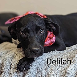 Photo of Delilah