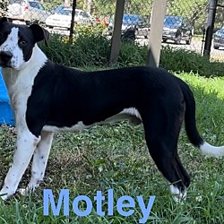 Photo of Motley (1500 bailey)