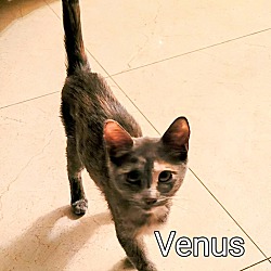 Thumbnail photo of Venus #1