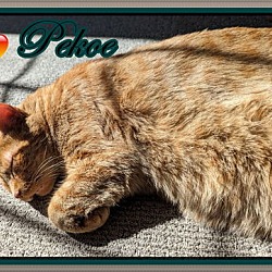 Thumbnail photo of Pekoe #2