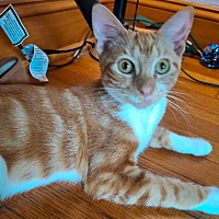adopt a pet