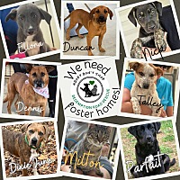 adopt a pet