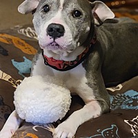 adopt-pet