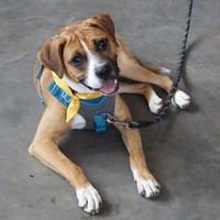 adopt a pet