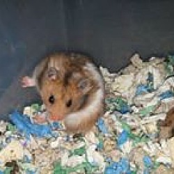 Thumbnail photo of Hamsters :-) #3