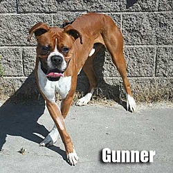 Thumbnail photo of Gunner #2