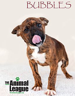 dog bubbles petsmart