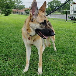 German Shepherd Rescue Of Nj In Pennington New Jersey