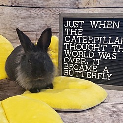 Thumbnail photo of Caterpillar #4