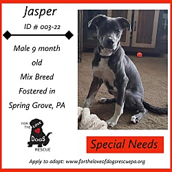 Photo of Jasper