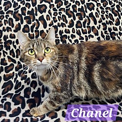 Thumbnail photo of Chanel #2