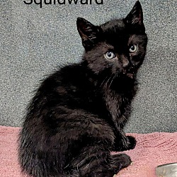 Thumbnail photo of Squidward #1
