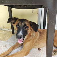 adopt-pet