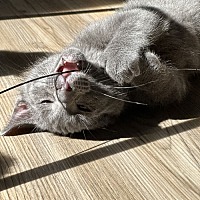 adopt a pet
